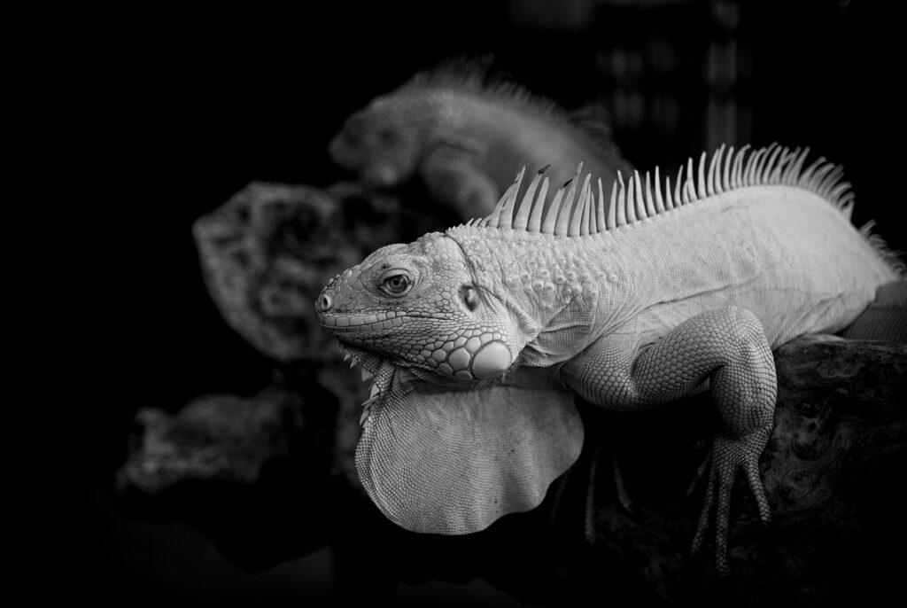 リードマグネットとは何か、その効果と活用法は？