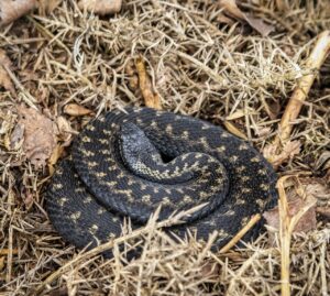 ASP登録のメリットと注意点は何ですか？