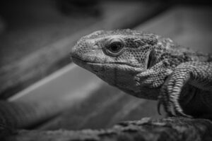 ブログで成功するためのアフィリエイト活用法は？